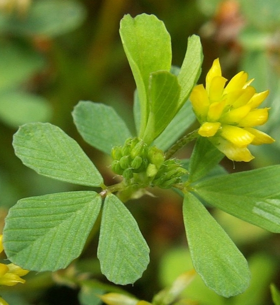 Pflanzenbild gross Zweifelhafter Klee - Trifolium dubium