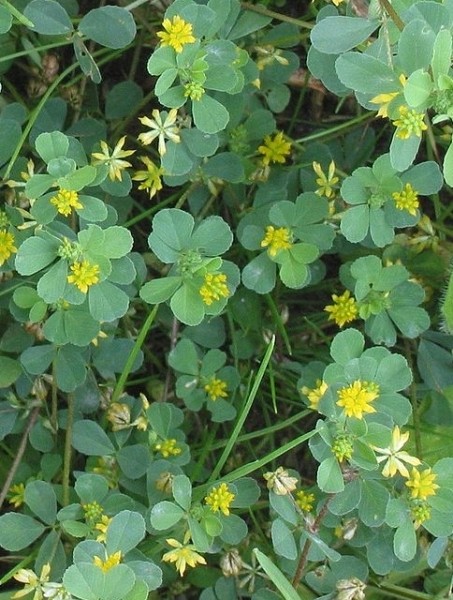 Pflanzenbild gross Zweifelhafter Klee - Trifolium dubium