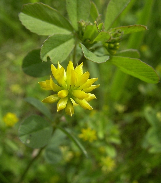 Pflanzenbild gross Zweifelhafter Klee - Trifolium dubium