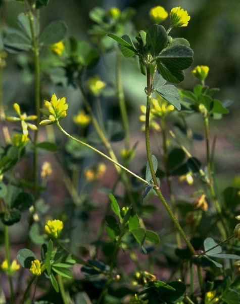 Pflanzenbild gross Zweifelhafter Klee - Trifolium dubium