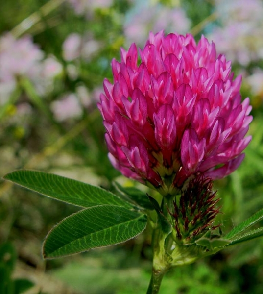 Pflanzenbild gross Mittlerer Klee - Trifolium medium