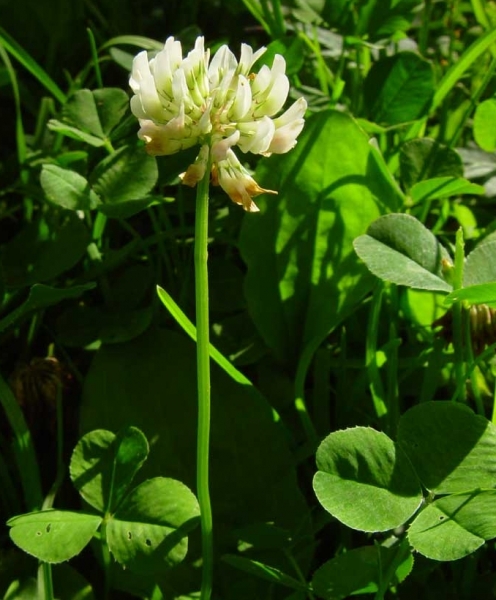 Pflanzenbild gross Kriechender Klee - Trifolium repens