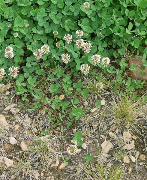 Pflanzenbild gross Kriechender Klee - Trifolium repens