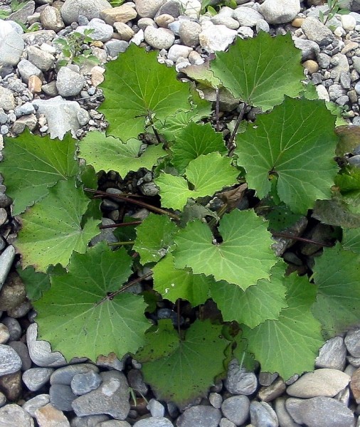 Pflanzenbild gross Huflattich - Tussilago farfara