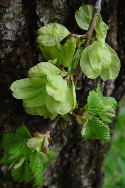 Pflanzenbild gross Berg-Ulme - Ulmus glabra