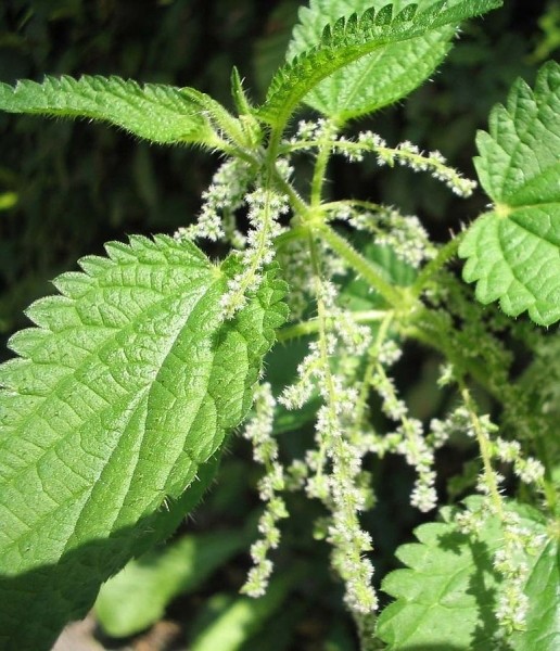 Pflanzenbild gross Grosse Brennnessel - Urtica dioica