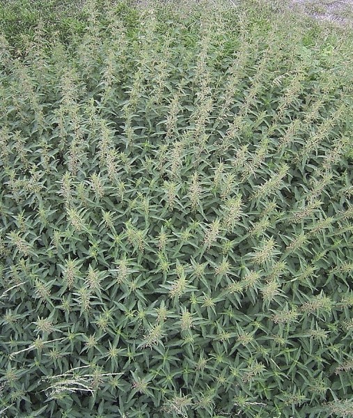 Pflanzenbild gross Grosse Brennnessel - Urtica dioica