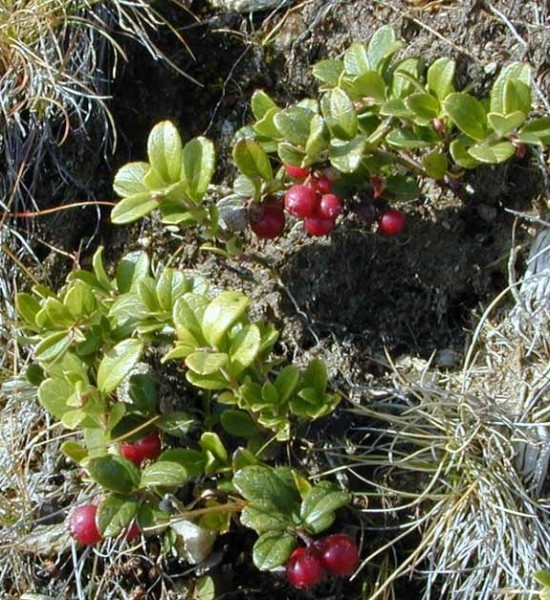 Pflanzenbild gross Preiselbeere - Vaccinium vitis-idaea