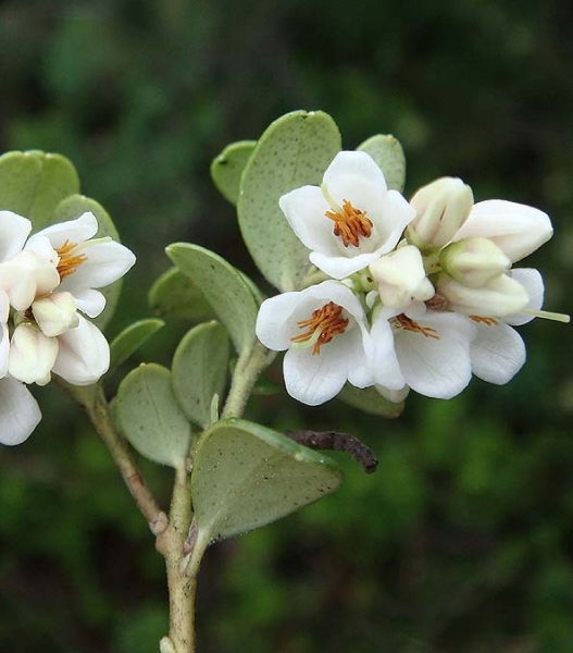 Pflanzenbild gross Preiselbeere - Vaccinium vitis-idaea