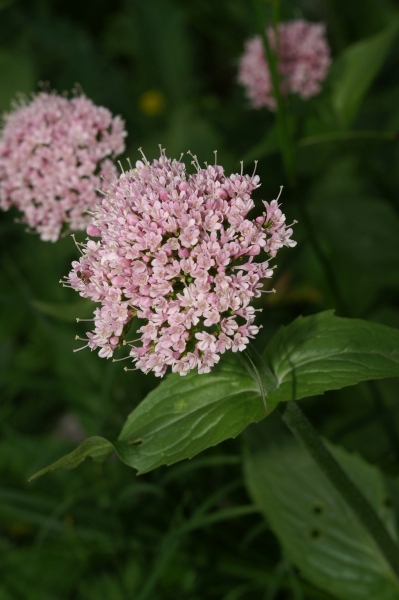 Pflanzenbild gross Berg-Baldrian - Valeriana montana