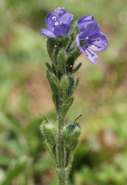 Pflanzenbild gross Masslieb-Ehrenpreis - Veronica bellidioides
