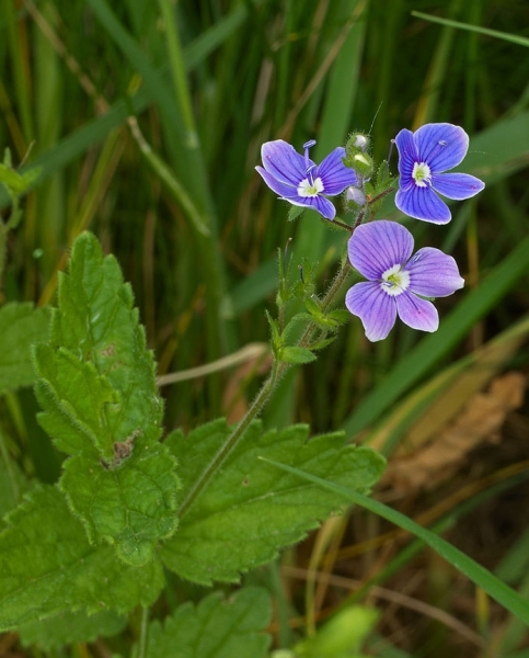 Pflanzenbild gross Gamander-Ehrenpreis - Veronica chamaedrys