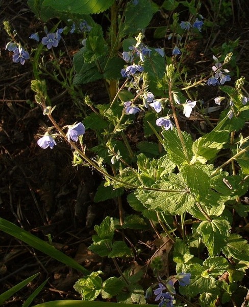 Pflanzenbild gross Gamander-Ehrenpreis - Veronica chamaedrys