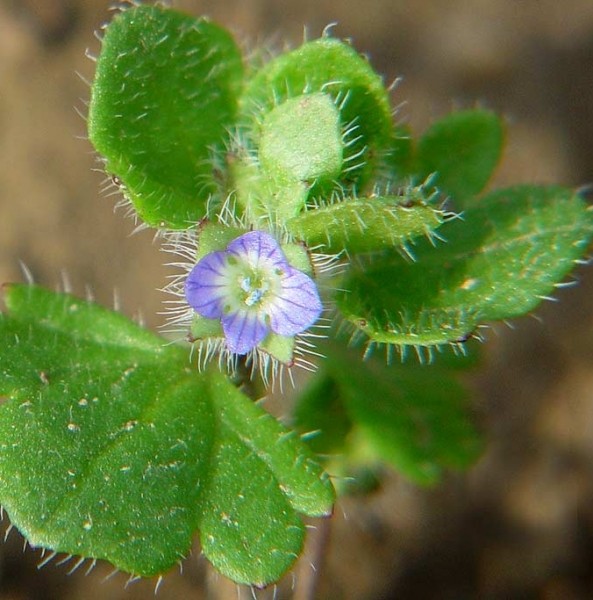 Pflanzenbild gross Efeu-Ehrenpreis - Veronica hederifolia