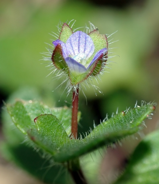 Pflanzenbild gross Efeu-Ehrenpreis - Veronica hederifolia