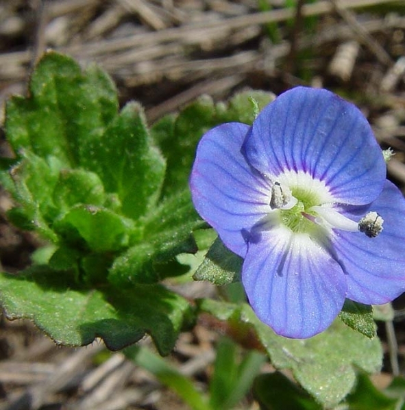 Pflanzenbild gross Persischer Ehrenpreis - Veronica persica