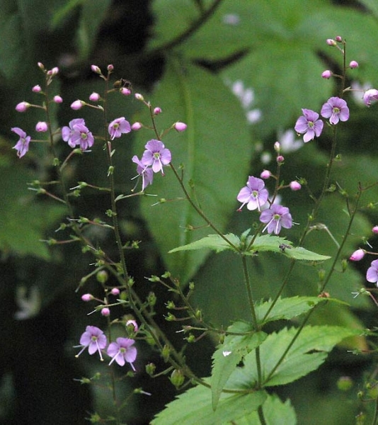 Pflanzenbild gross Nessel-Ehrenpreis - Veronica urticifolia
