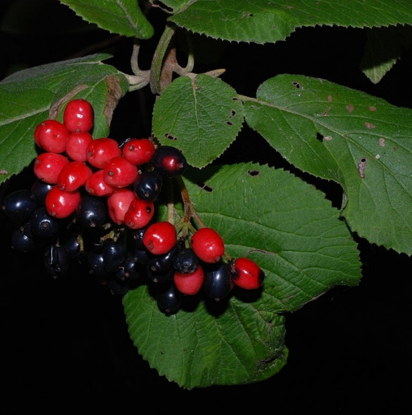 Pflanzenbild gross Wolliger Schneeball - Viburnum lantana