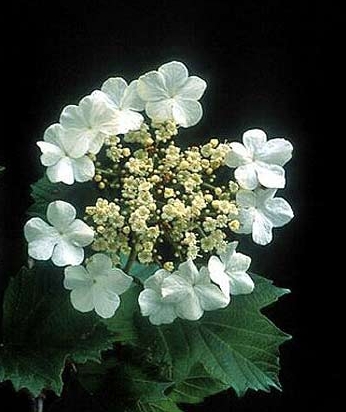 Pflanzenbild gross Gemeiner Schneeball - Viburnum opulus