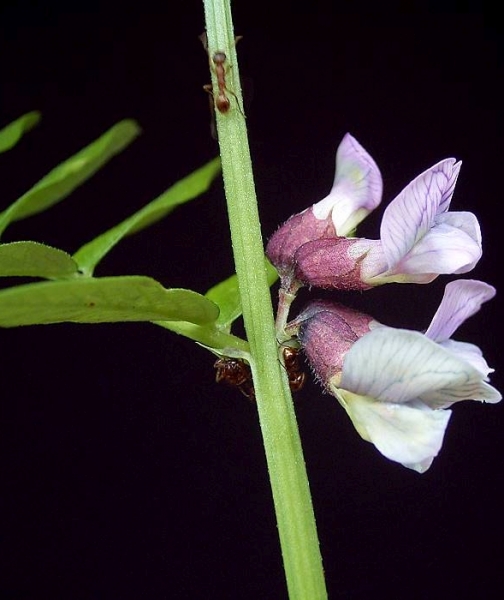 Pflanzenbild gross Zaun-Wicke - Vicia sepium