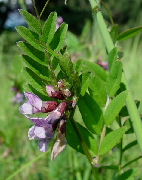 Pflanzenbild gross Zaun-Wicke - Vicia sepium