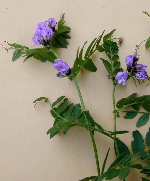 Pflanzenbild gross Zaun-Wicke - Vicia sepium