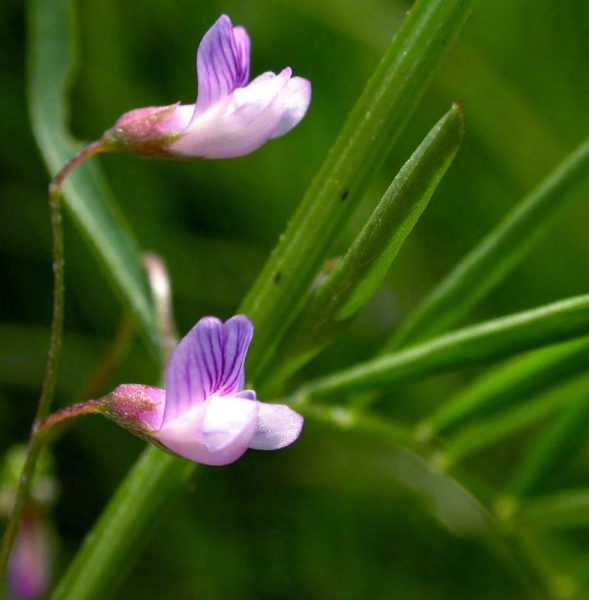 Pflanzenbild gross Viersamige Wicke - Vicia tetrasperma