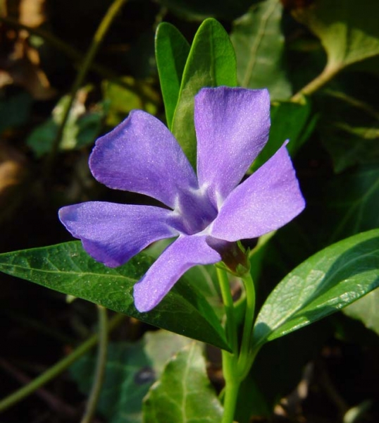 Pflanzenbild gross Kleines Immergrün - Vinca minor