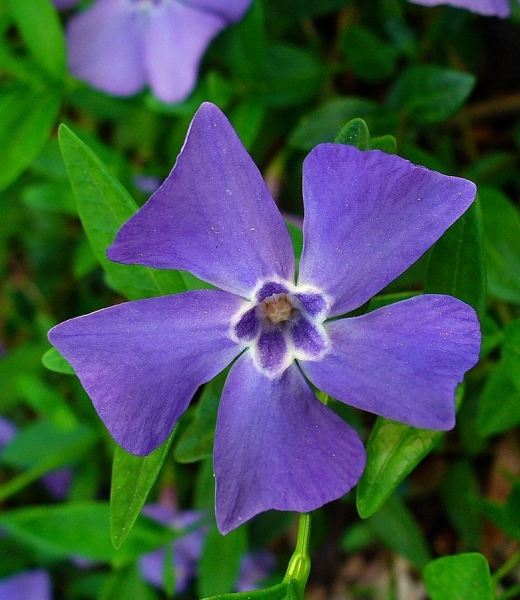 Pflanzenbild gross Kleines Immergrün - Vinca minor
