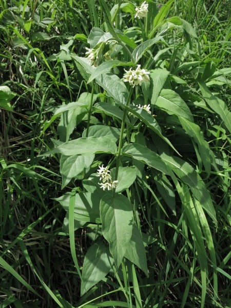 Pflanzenbild gross Schwalbenwurz - Vincetoxicum hirundinaria