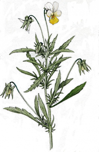Pflanzenbild gross Acker-Stiefmütterchen - Viola arvensis