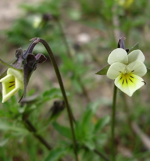 Pflanzenbild gross Acker-Stiefmütterchen - Viola arvensis