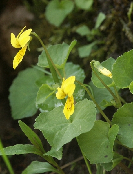 Pflanzenbild gross Gelbes Berg-Veilchen - Viola biflora
