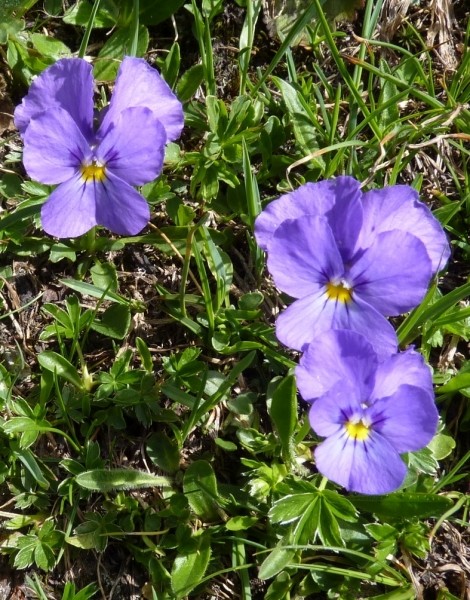 Pflanzenbild gross Langsporniges Stiefmütterchen - Viola calcarata