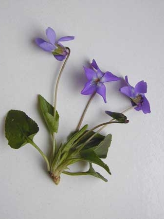 Pflanzenbild gross Behaartes Veilchen - Viola hirta