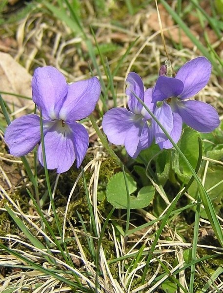 Pflanzenbild gross Behaartes Veilchen - Viola hirta