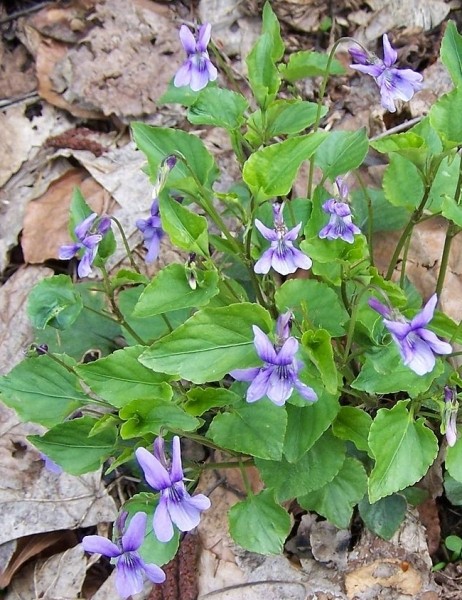 Pflanzenbild gross Wald-Veilchen - Viola reichenbachiana