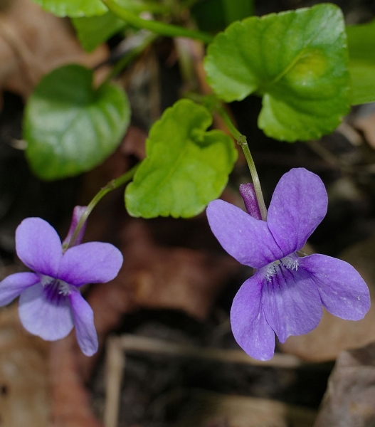 Pflanzenbild gross Wald-Veilchen - Viola reichenbachiana