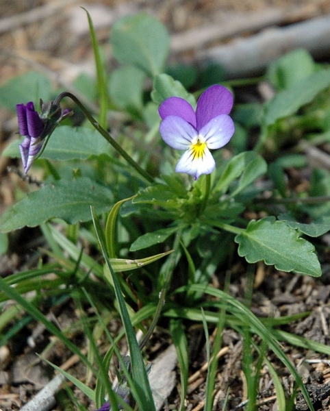 Pflanzenbild gross Gewöhnliches Feld-Stiefmütterchen - Viola tricolor