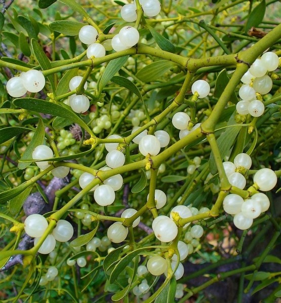 Pflanzenbild gross Mistel - Viscum album