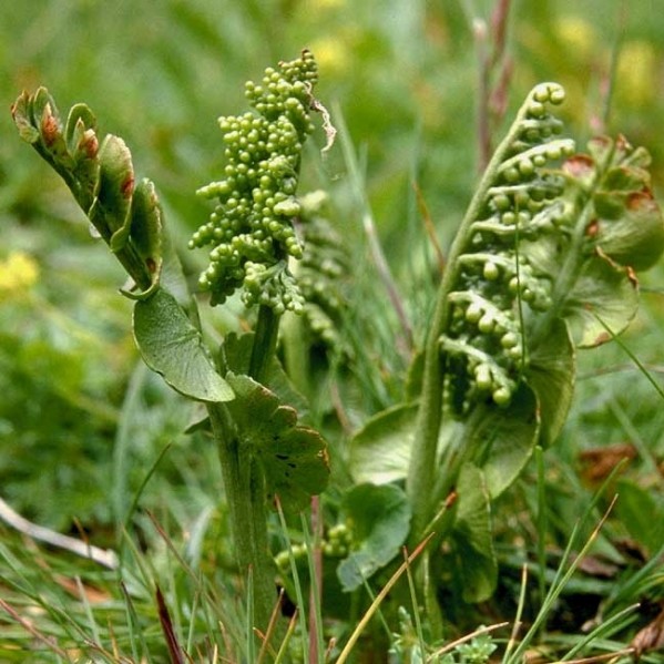 Pflanzenbild gross Echte Mondraute - Botrychium lunaria