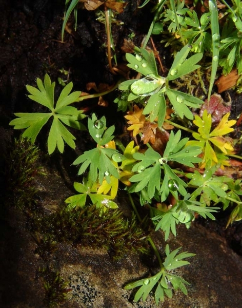 Pflanzenbild gross Schneetälchen-Frauenmantel - Alchemilla pentaphyllea