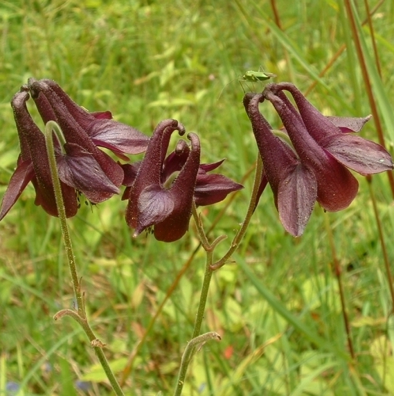 Pflanzenbild gross Dunkle Akelei - Aquilegia atrata