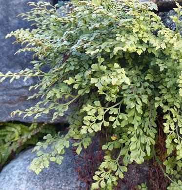 Pflanzenbild gross Mauerraute - Asplenium ruta-muraria