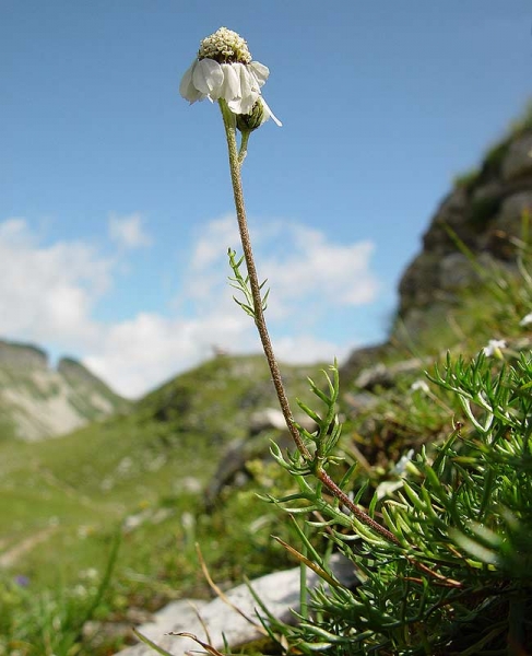 Pflanzenbild gross Schwarze Schafgarbe - Achillea atrata