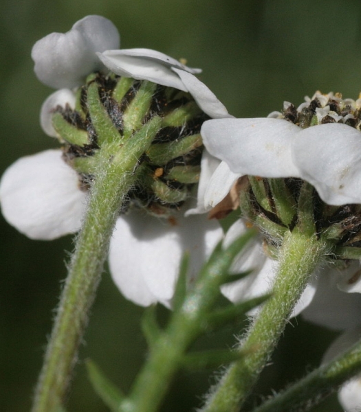 Pflanzenbild gross Schwarze Schafgarbe - Achillea atrata