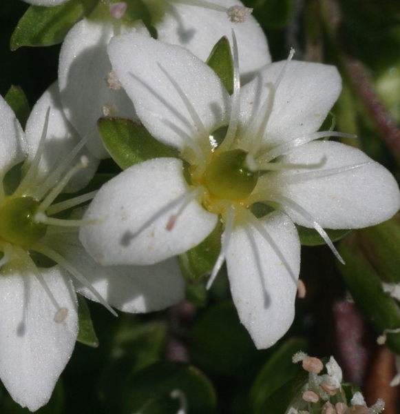 Pflanzenbild gross Zweiblütiges Sandkraut - Arenaria biflora