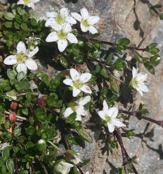 Pflanzenbild gross Zweiblütiges Sandkraut - Arenaria biflora