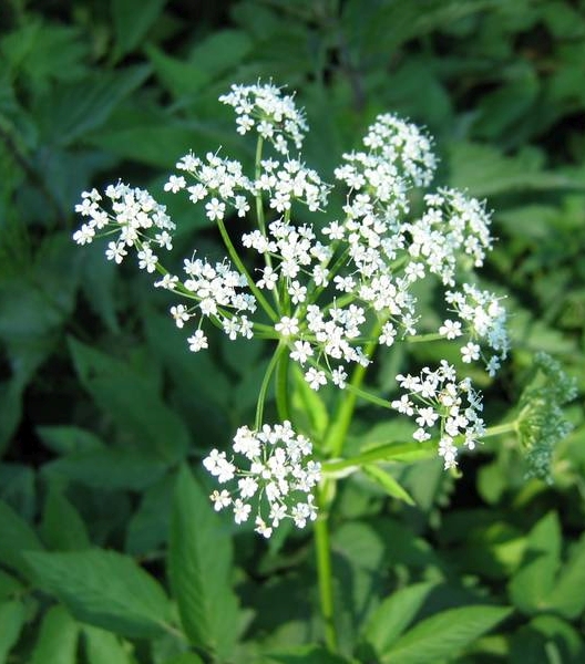 Pflanzenbild gross Geissfuss - Aegopodium podagraria