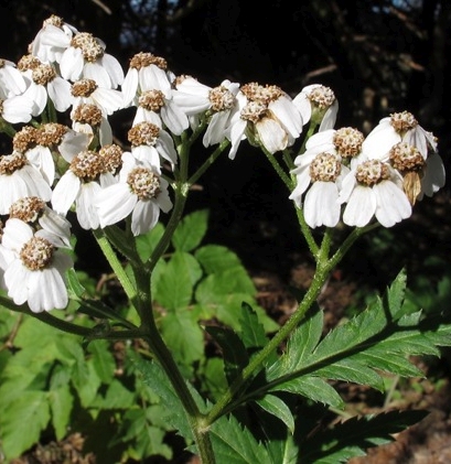 Pflanzenbild gross Grossblättrige Schafgarbe - Achillea macrophylla